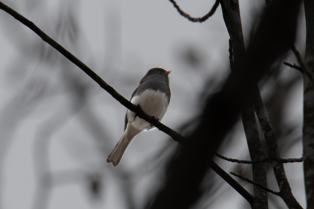 Dark-eyed Junco - ML646315990