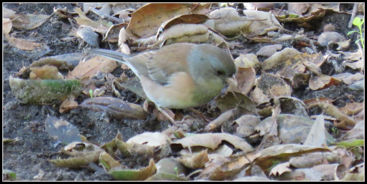 Dark-eyed Junco - ML646315991