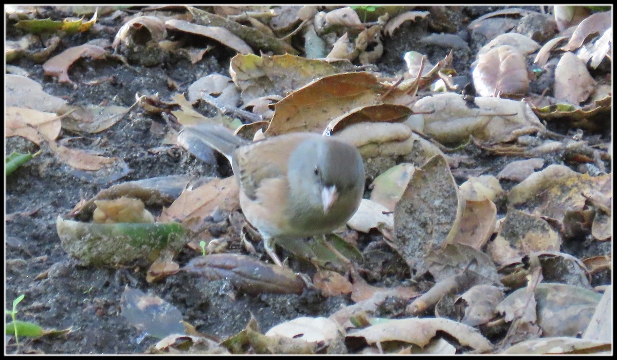 Dark-eyed Junco - ML646315994