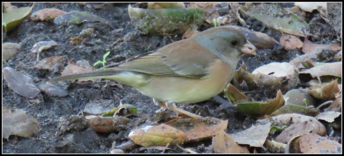 Dark-eyed Junco - ML646315995