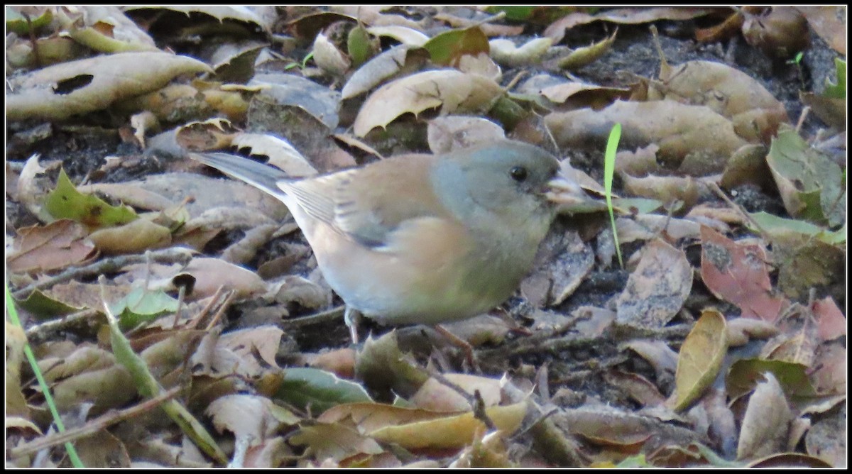 Dark-eyed Junco - ML646315996