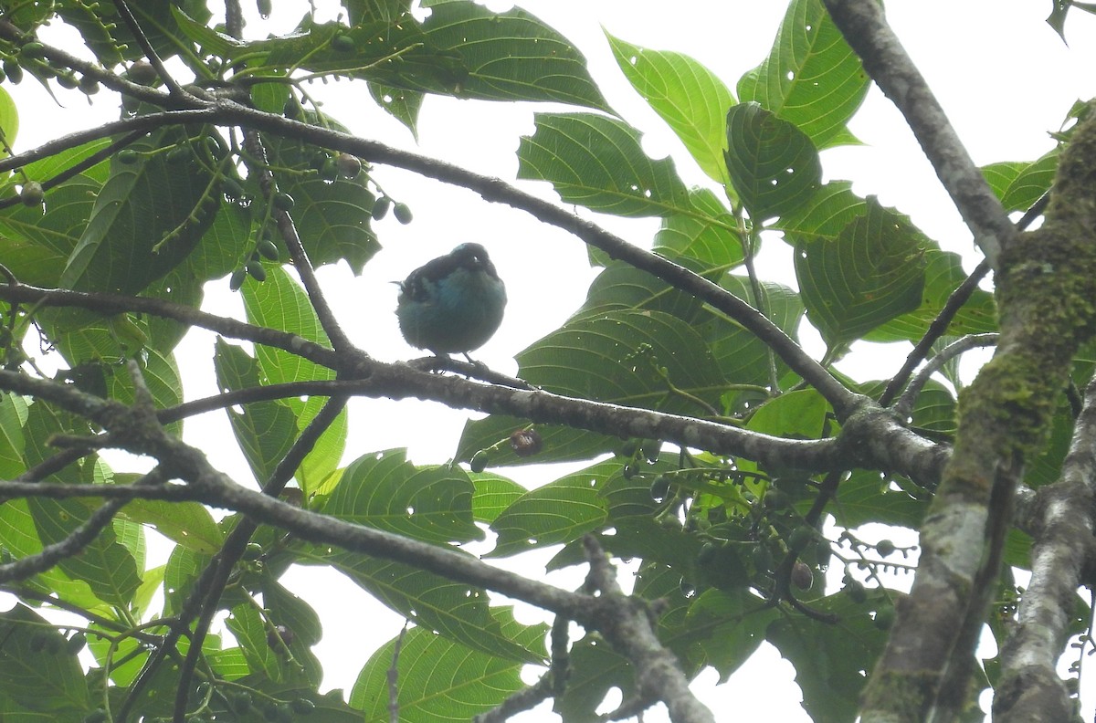 Blue-browed Tanager - ML646315999