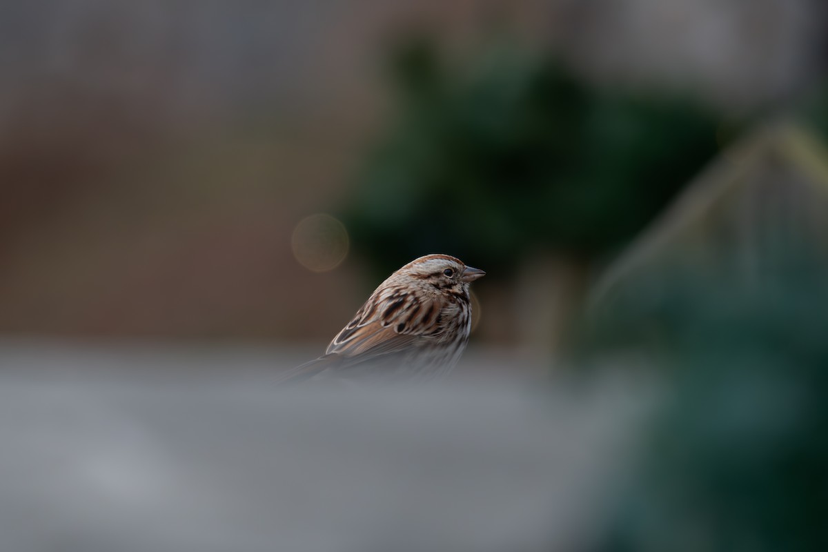 Ötücü Serçe - ML646316000