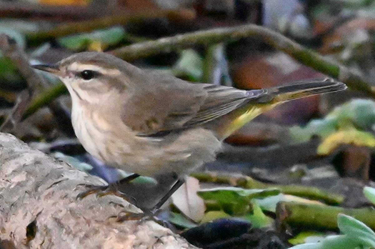 Palm Warbler - ML646316004