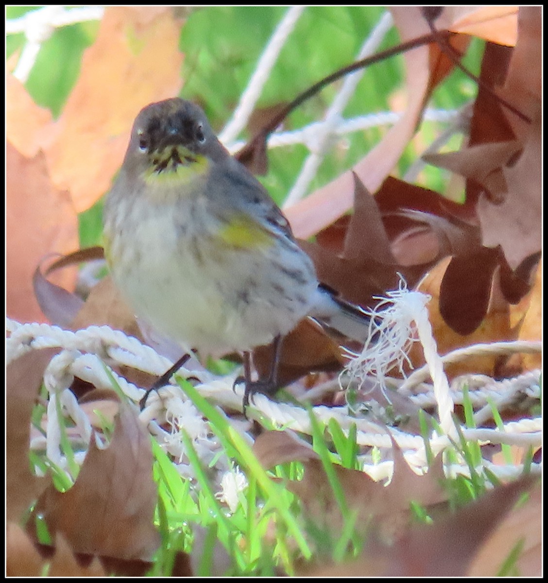 Yellow-rumped Warbler - ML646316005