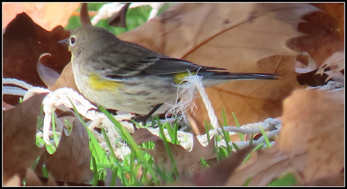 Yellow-rumped Warbler - ML646316006
