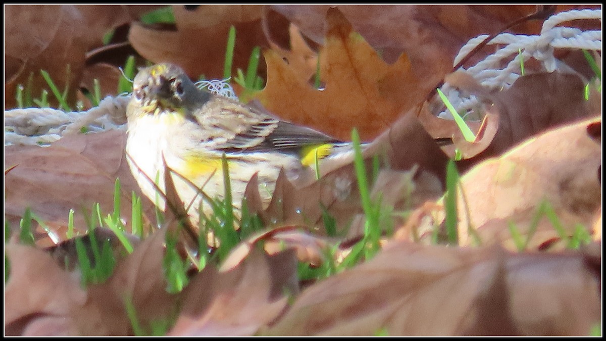 Yellow-rumped Warbler - ML646316007