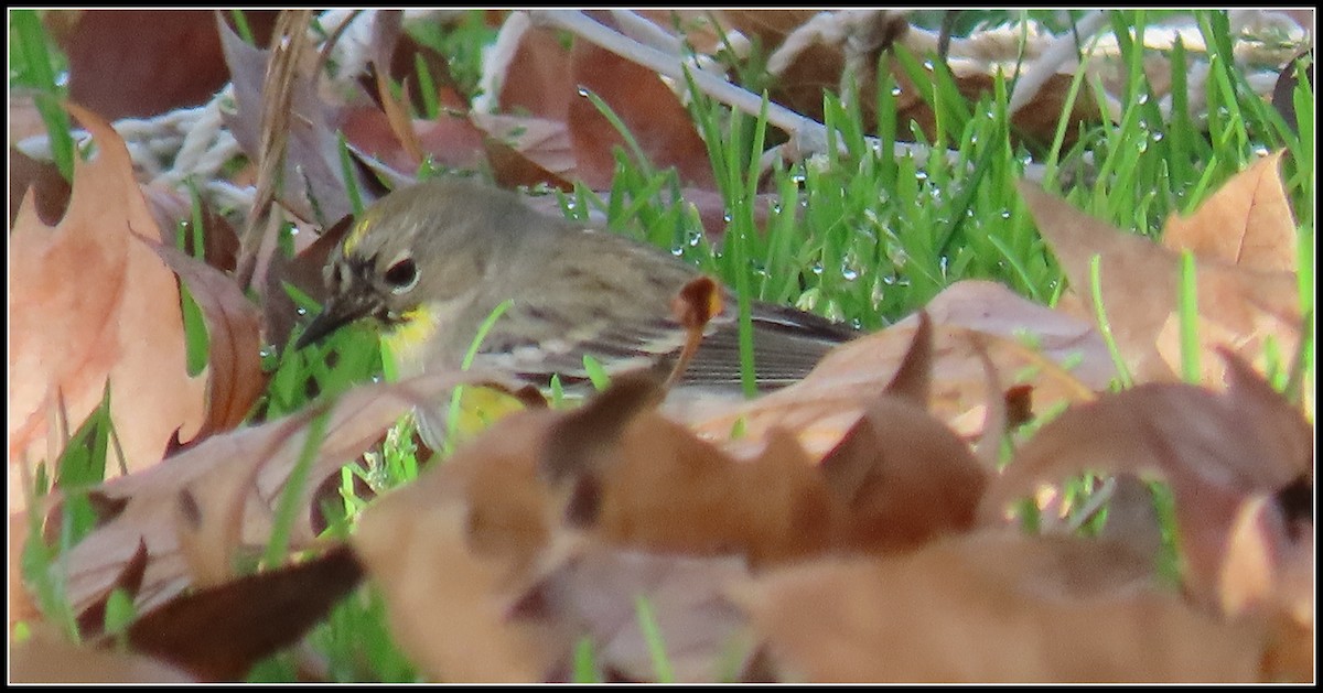Yellow-rumped Warbler - ML646316008