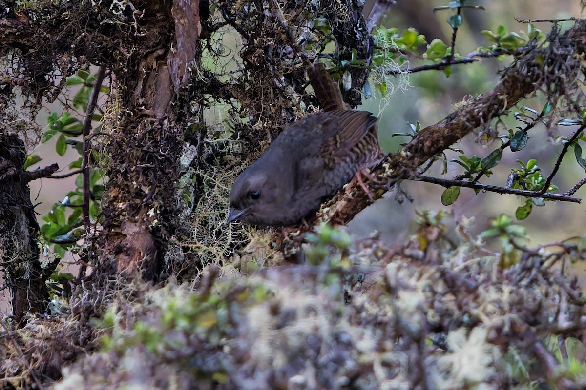 Jalca Tapaculo - ML646316009