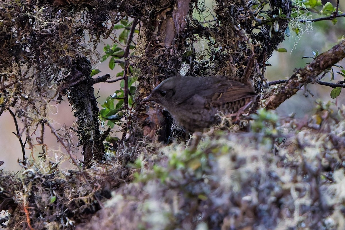 Jalca Tapaculo - ML646316010