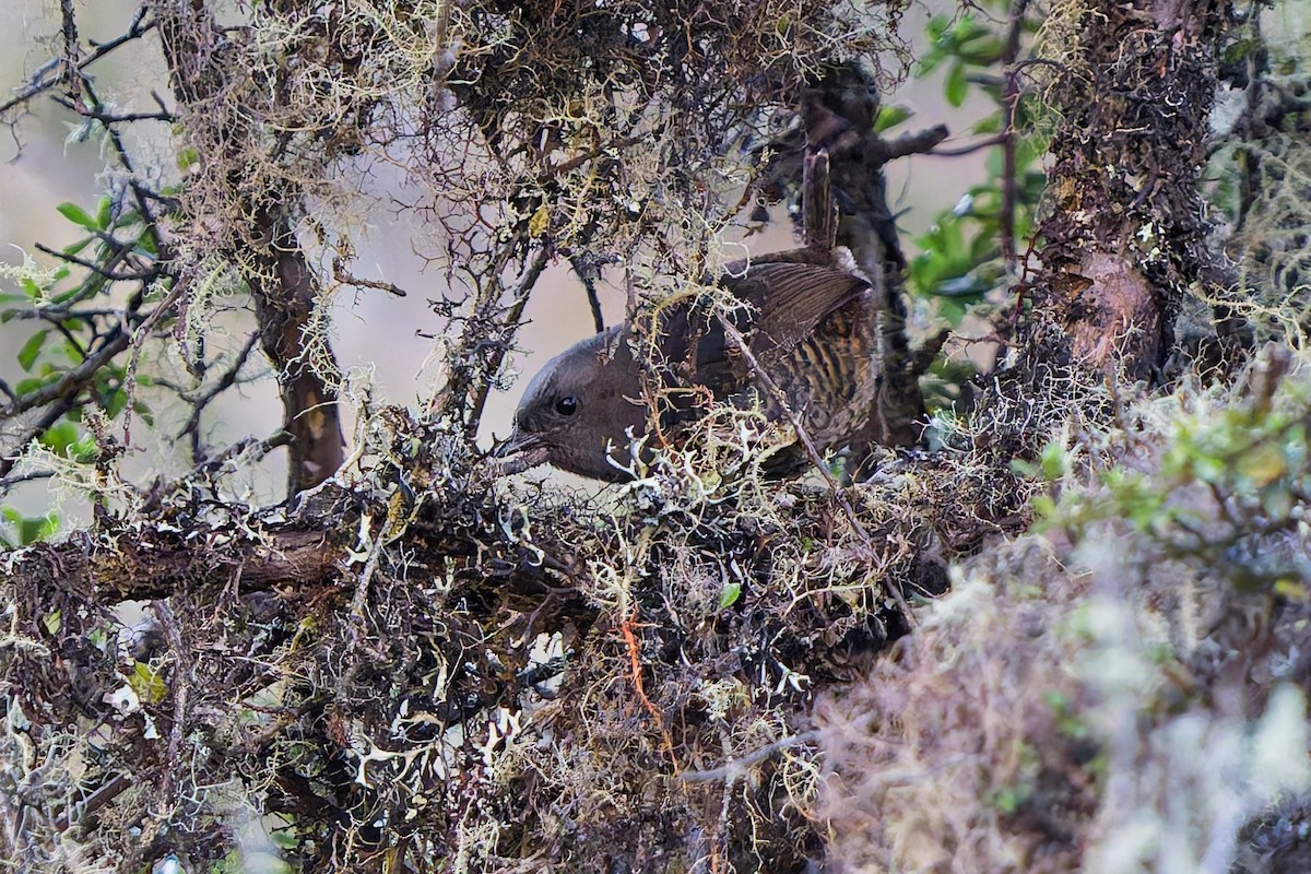 Jalca Tapaculo - ML646316011