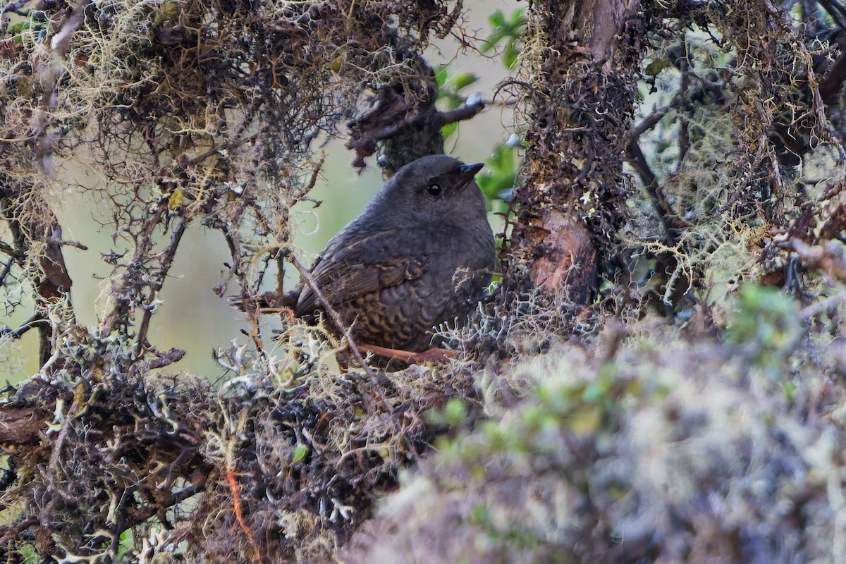 Jalca Tapaculo - ML646316012