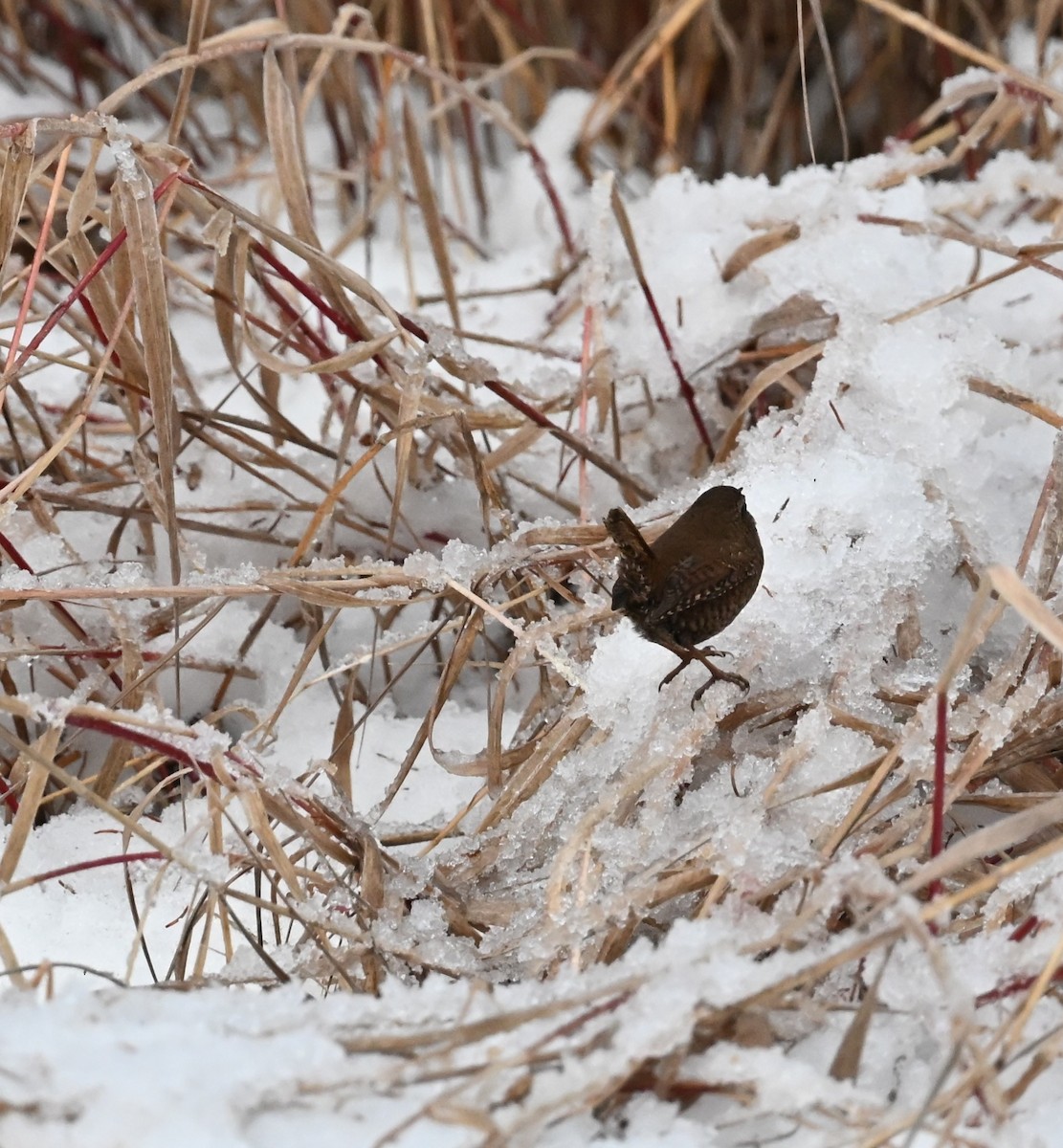 Pacific Wren - ML646316015