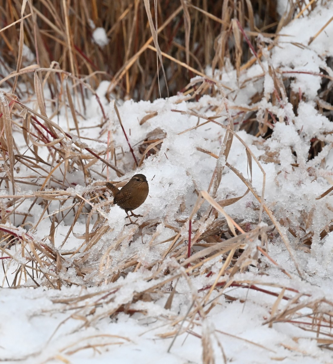 Pacific Wren - ML646316016