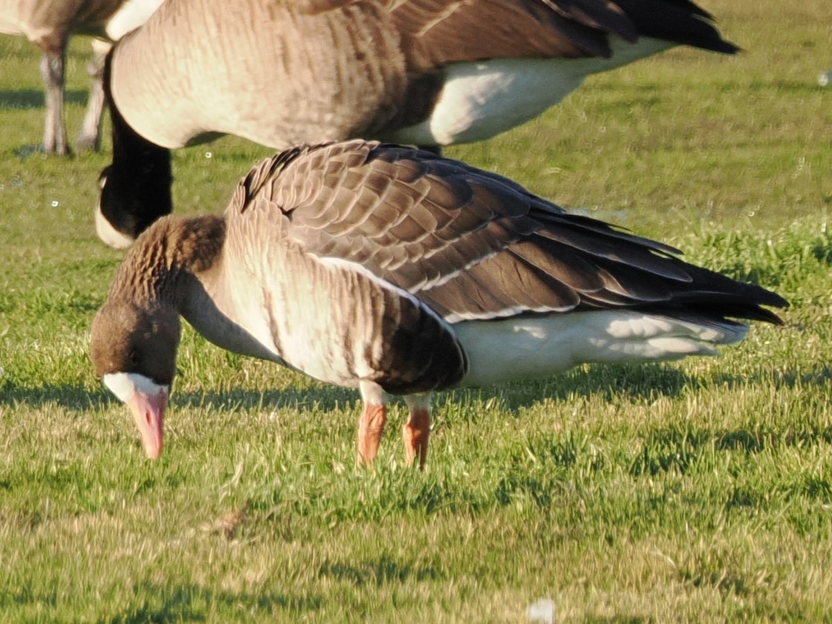 Greater White-fronted Goose (Western) - ML646316017