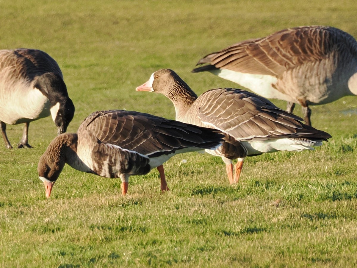 Greater White-fronted Goose (Western) - ML646316021