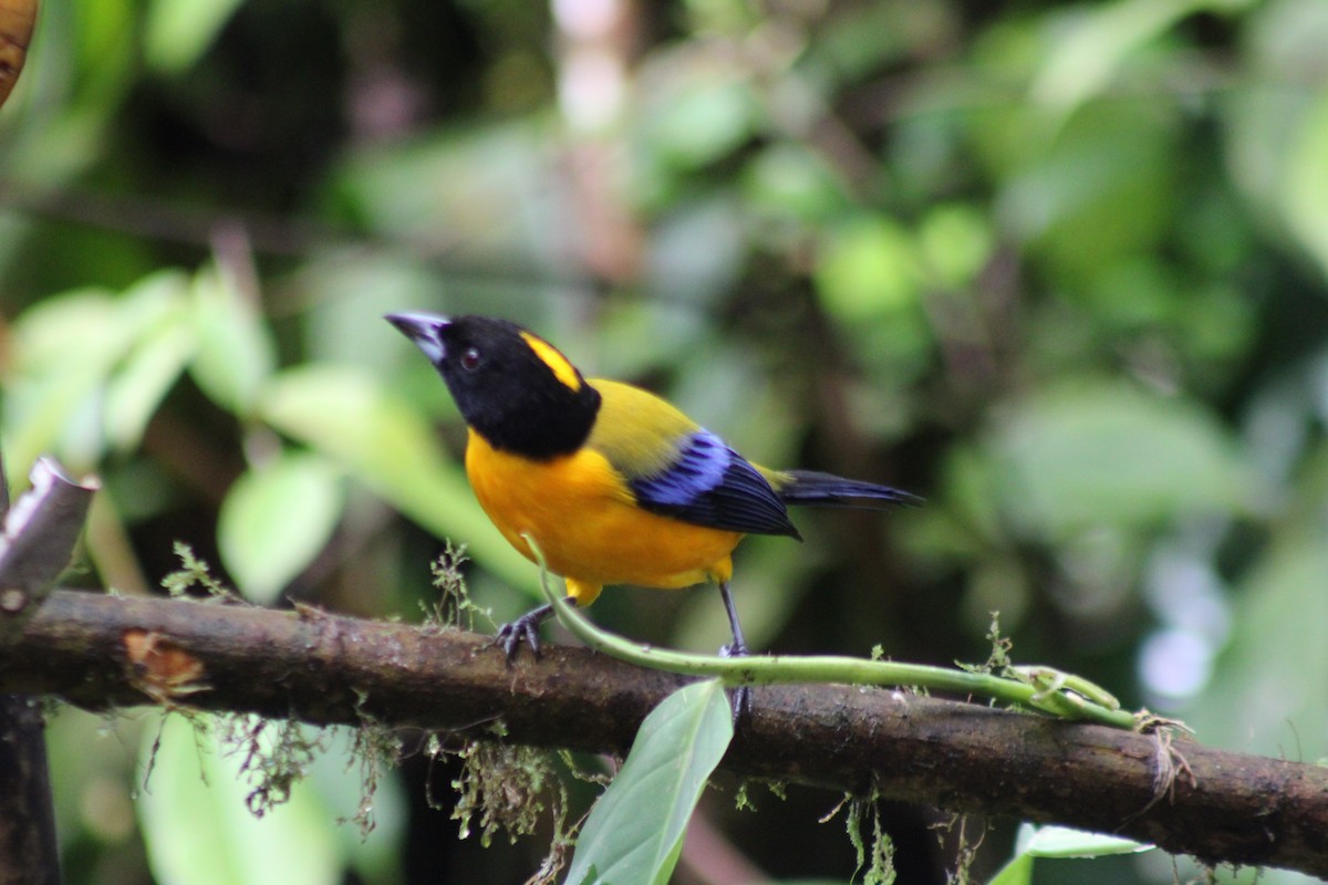 Black-chinned Mountain Tanager - ML646316024