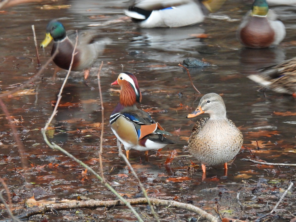 Mandarin Duck - ML646316028