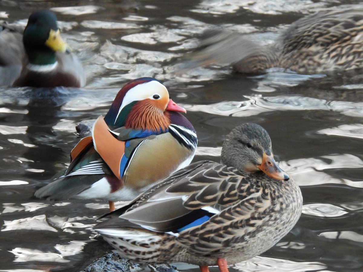 Mandarin Duck - ML646316029
