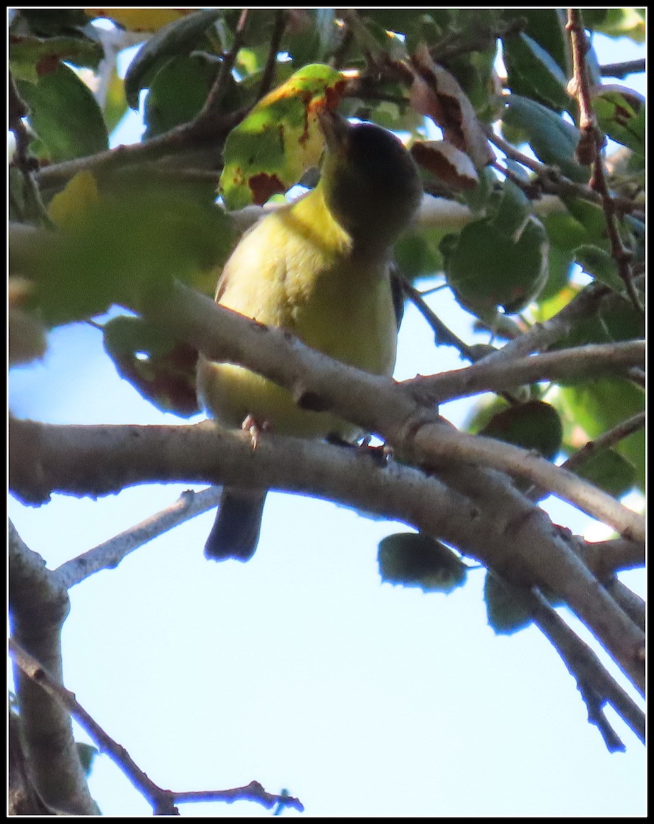 Lesser Goldfinch - ML646316032