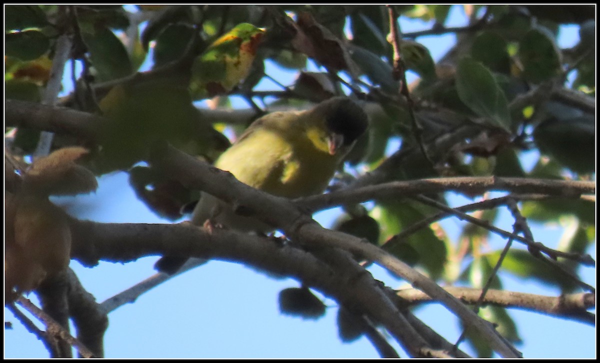 Lesser Goldfinch - ML646316033