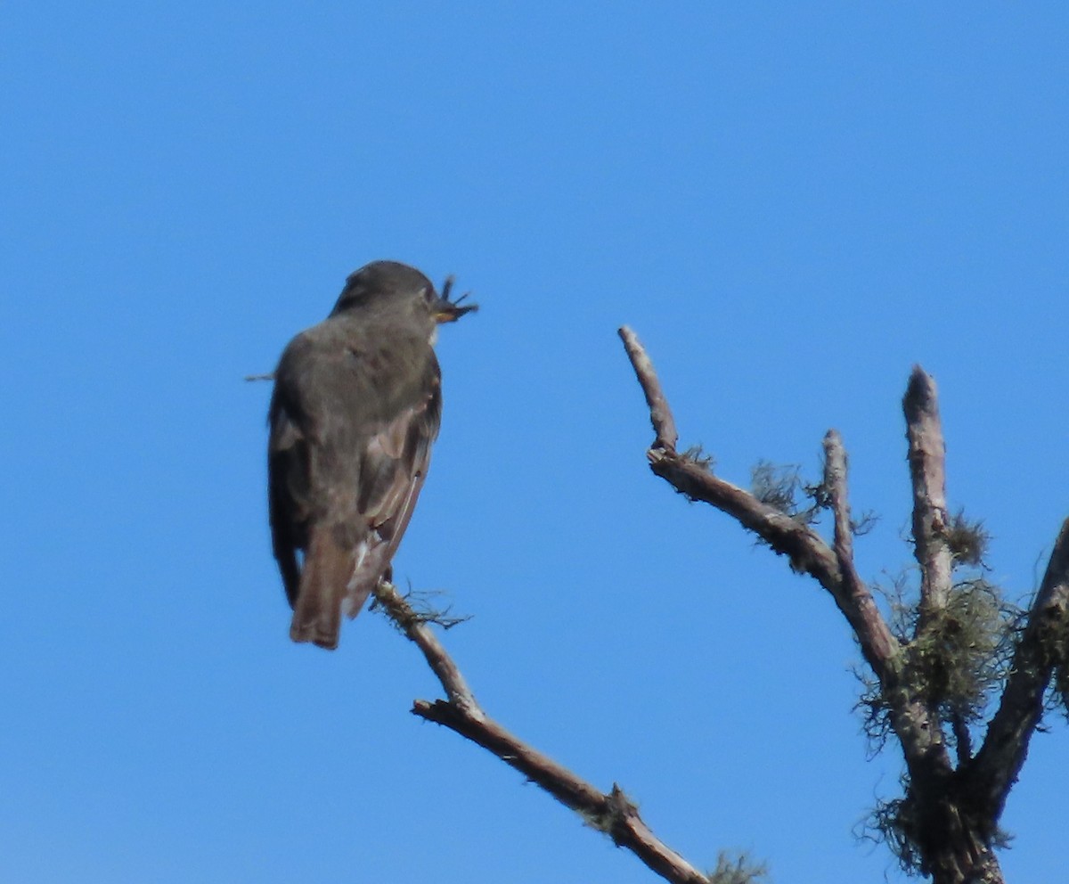 tyranovec severský - ML646316034