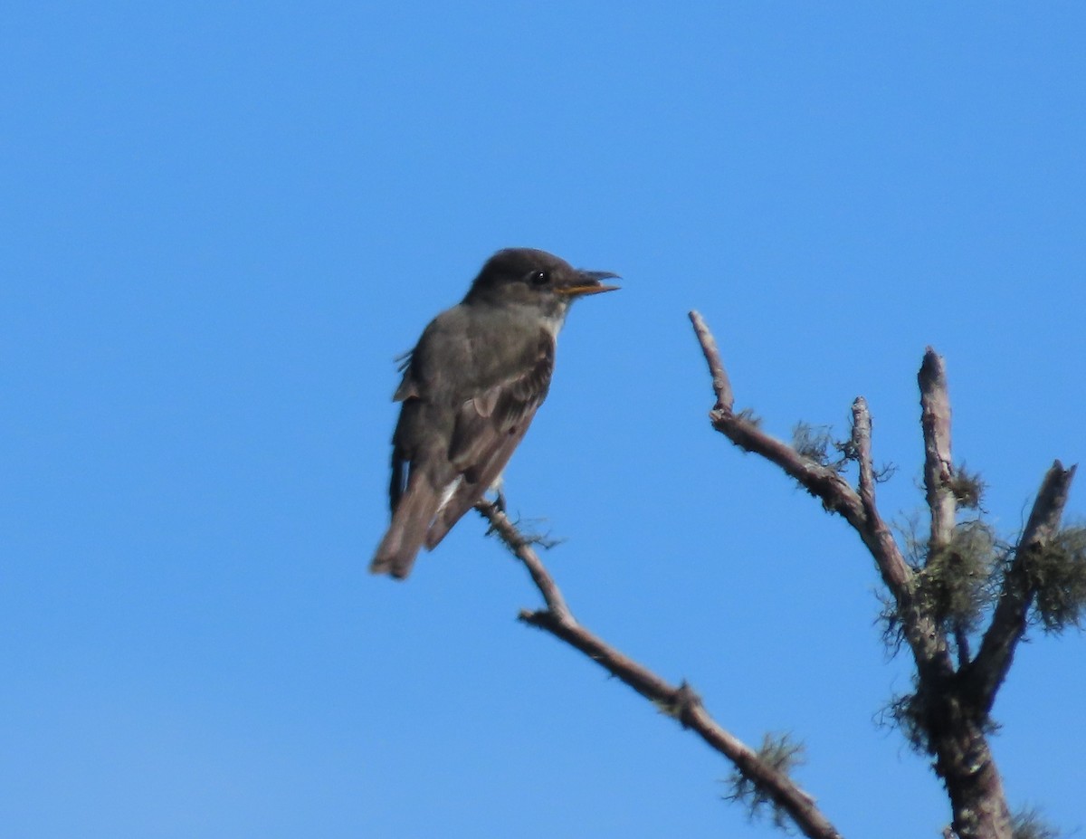 tyranovec severský - ML646316035