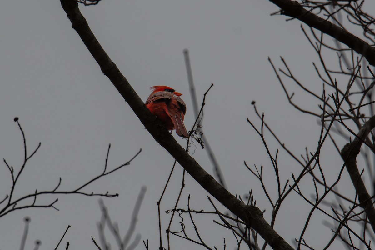 Kırmızı Kardinal - ML646316038