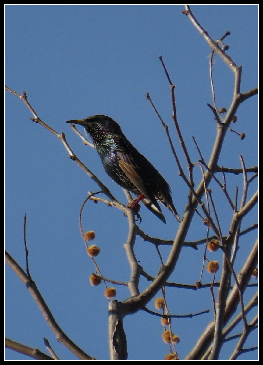 European Starling - ML646316041
