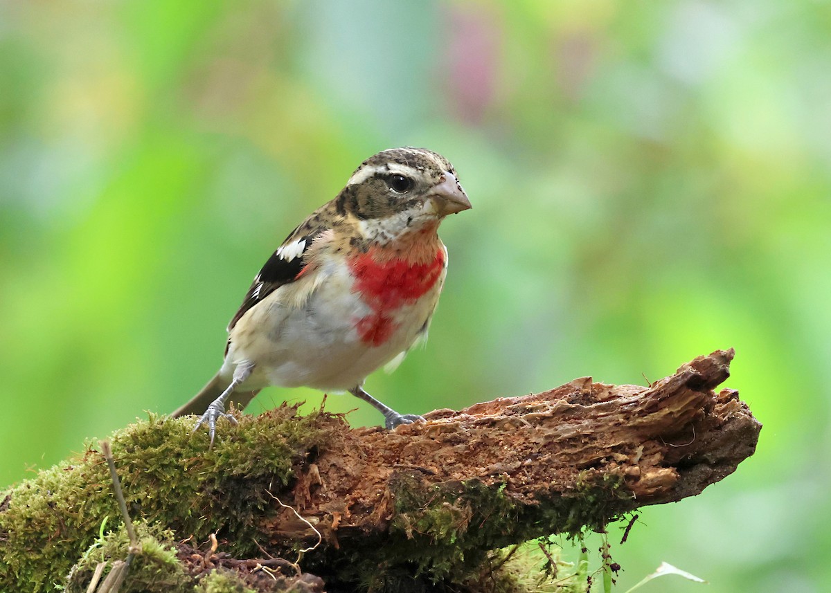 Розовогрудый толстонос - ML646316048