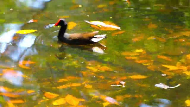 Gallineta Americana - ML646316051