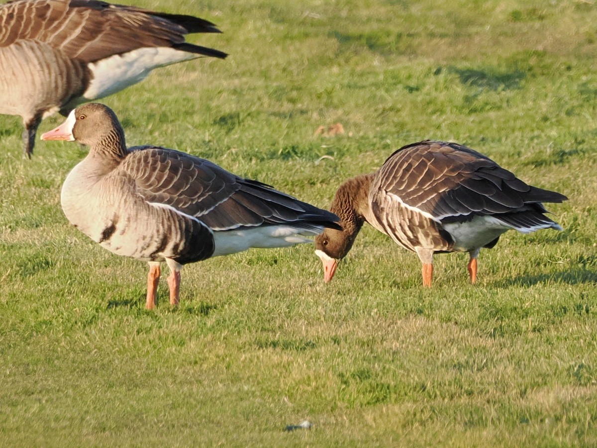 Greater White-fronted Goose (Western) - ML646316059