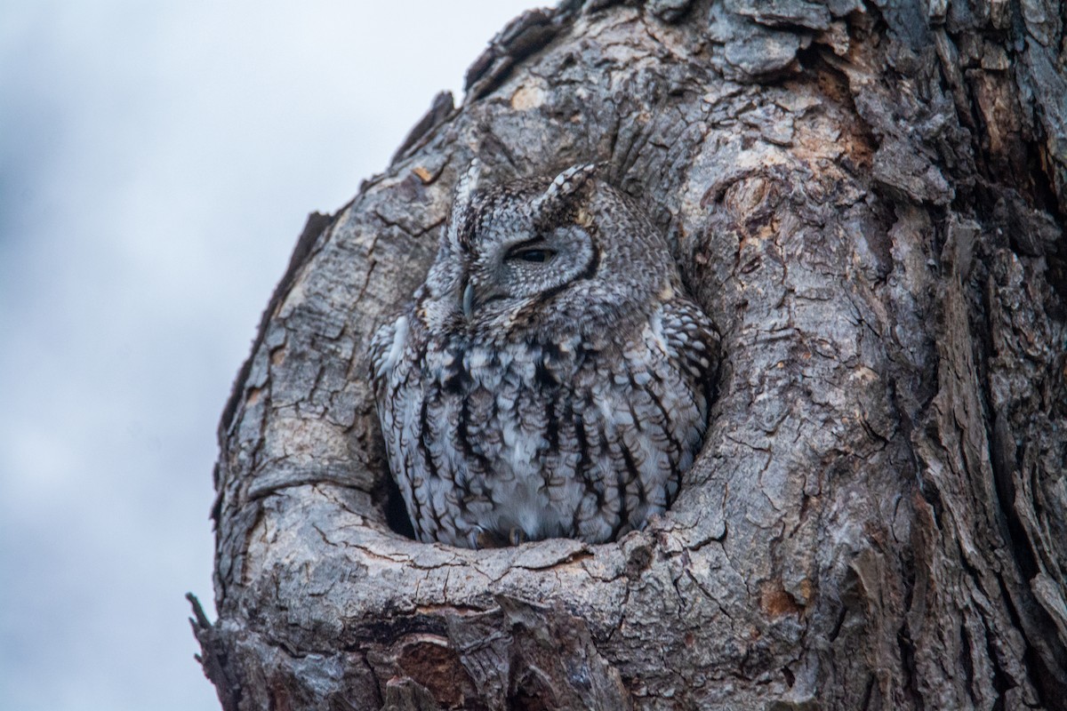 Eastern Screech-Owl - ML646316061