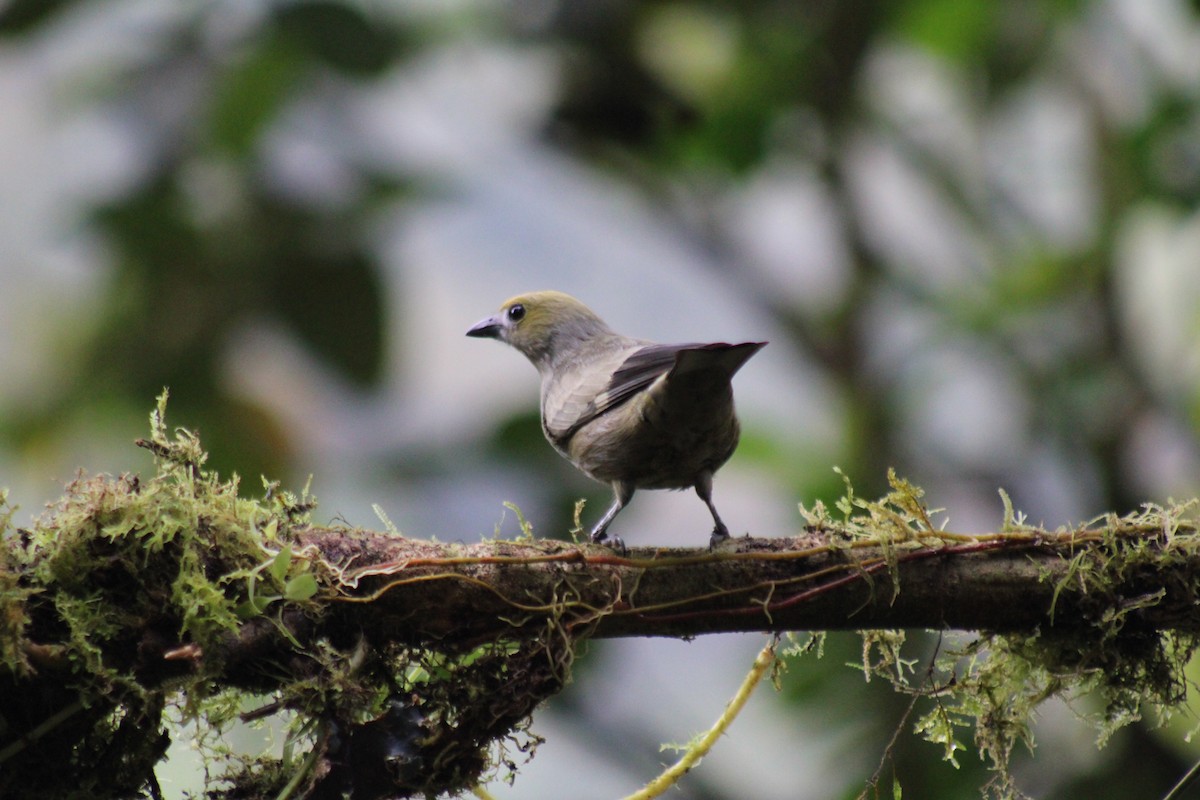 Palmentangare - ML646316065