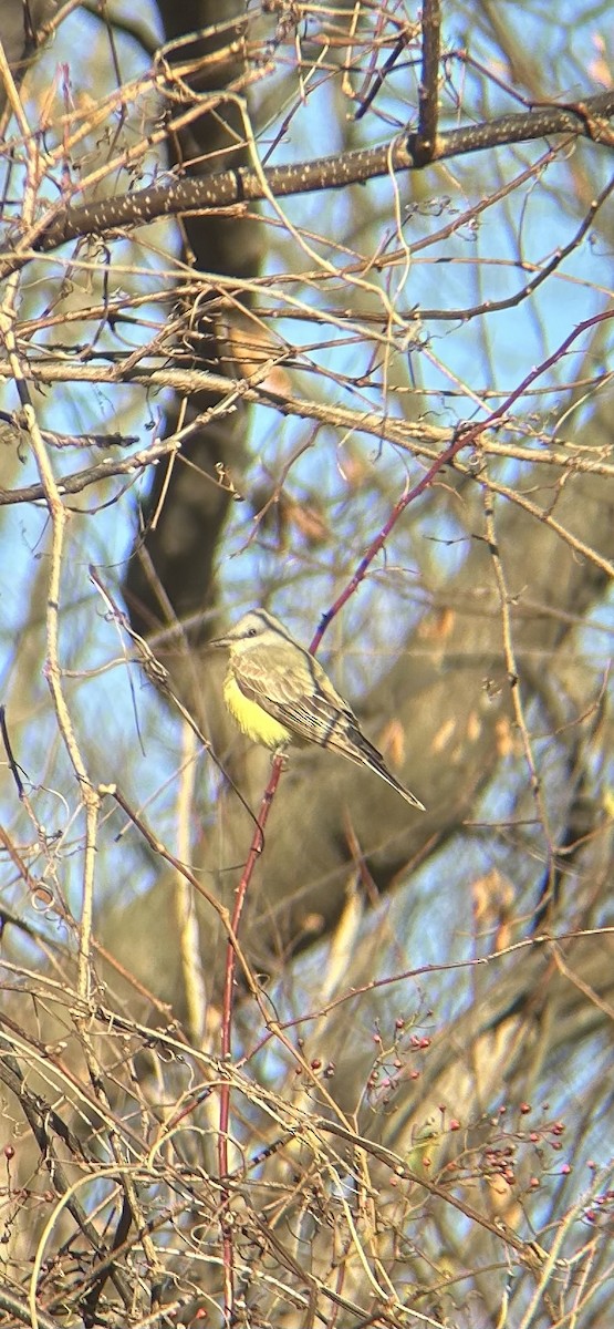 Western Kingbird - ML646316066