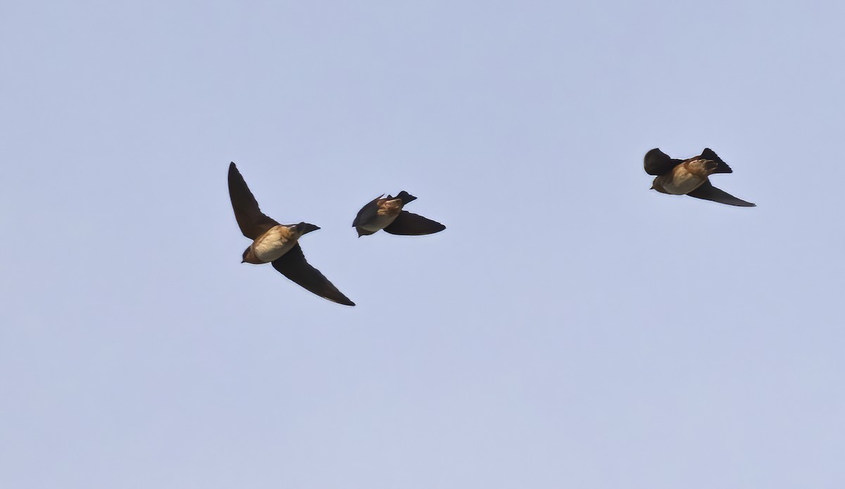 vlaštovka jeskynní - ML646316072