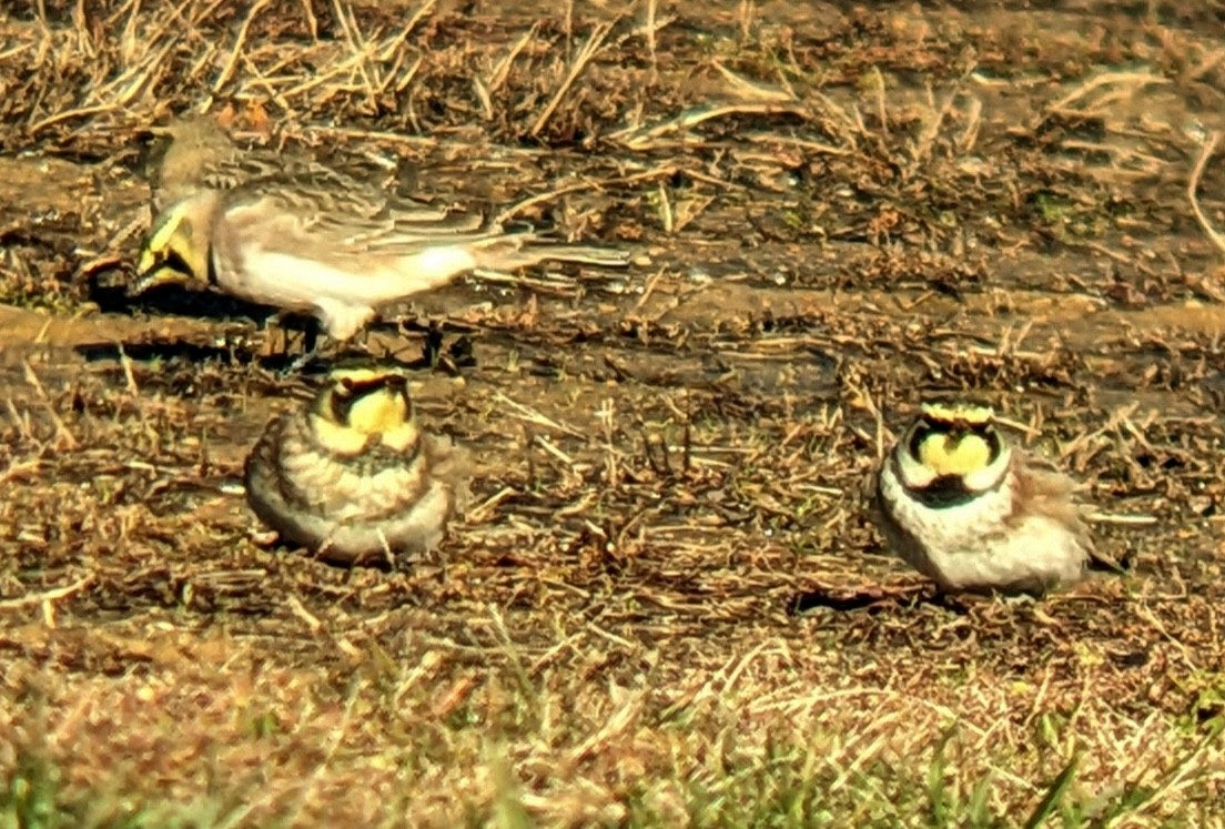 Horned Lark - ML646316074
