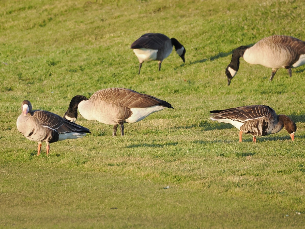 Greater White-fronted Goose (Western) - ML646316079