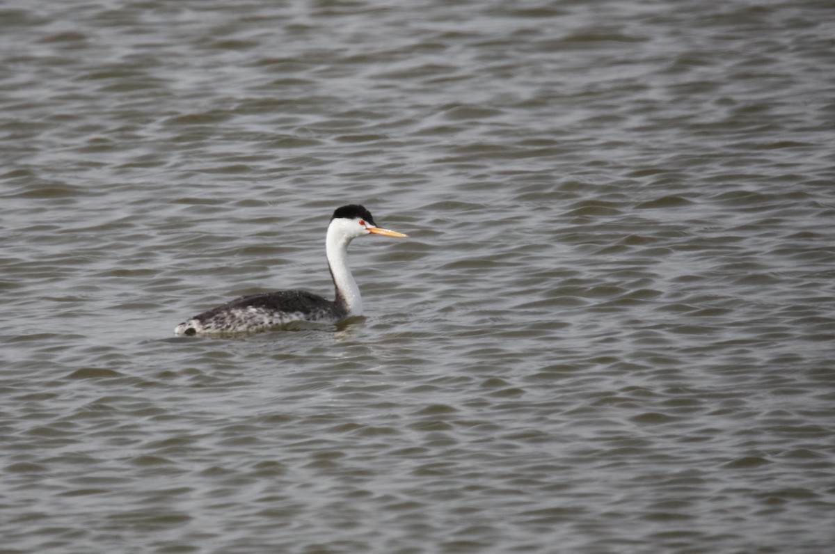 Clark's Grebe - ML646316081