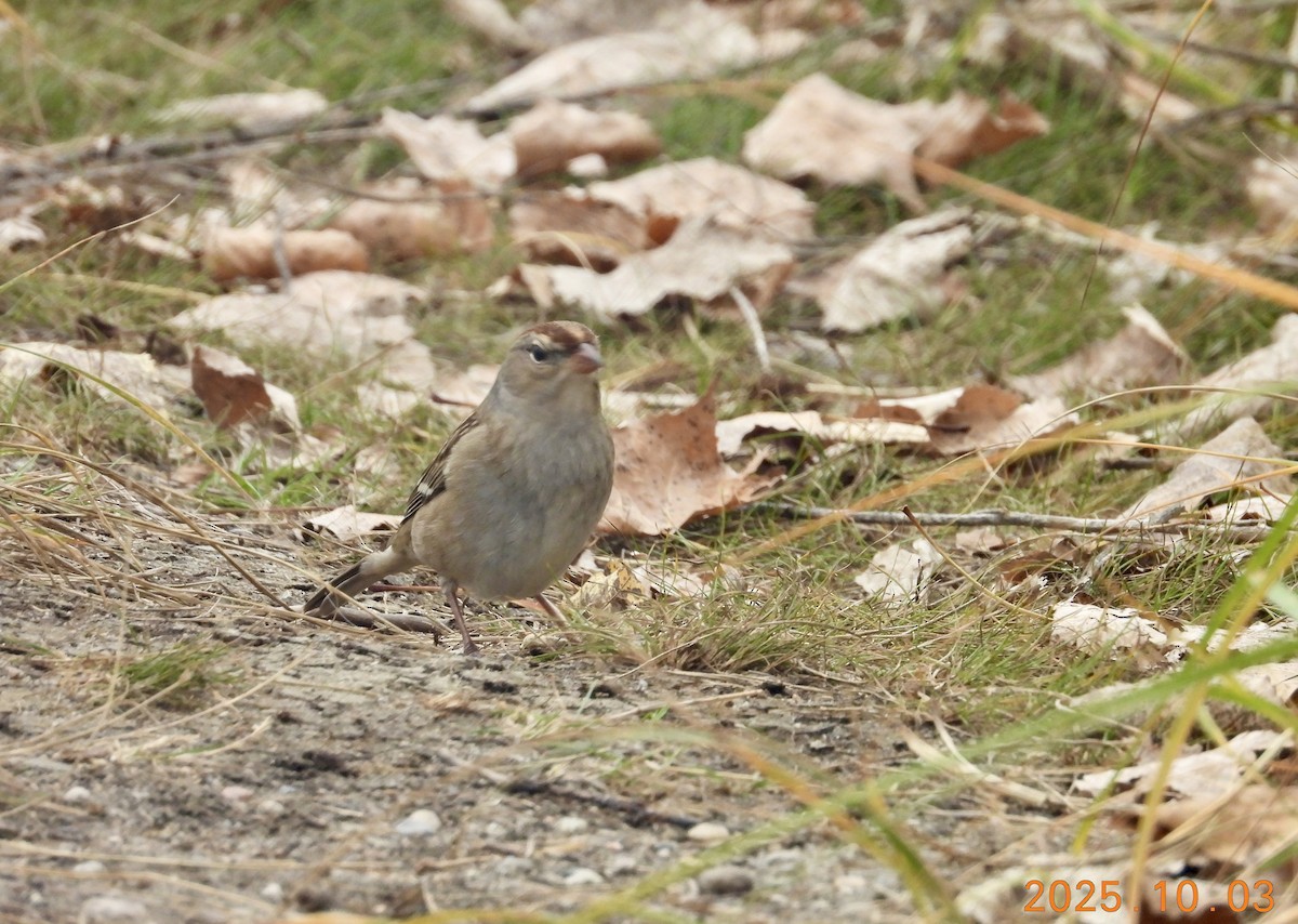 Porsuk Serçesi - ML646316085