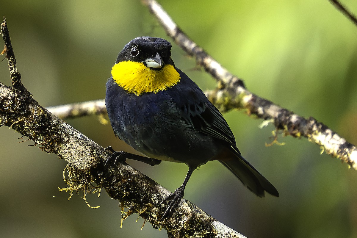 Purplish-mantled Tanager - ML646316086