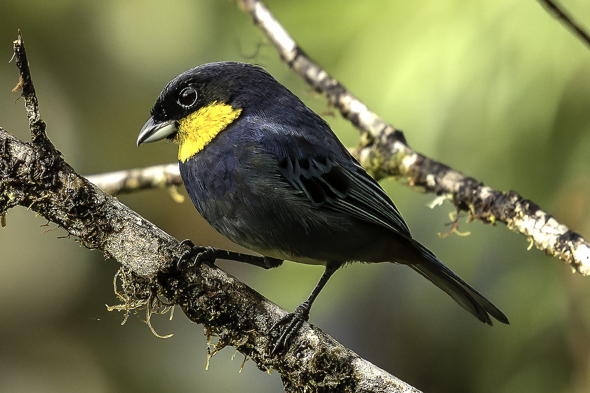 Purplish-mantled Tanager - ML646316087