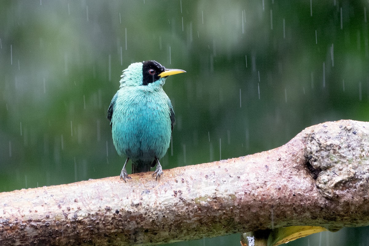 Green Honeycreeper - ML646316101