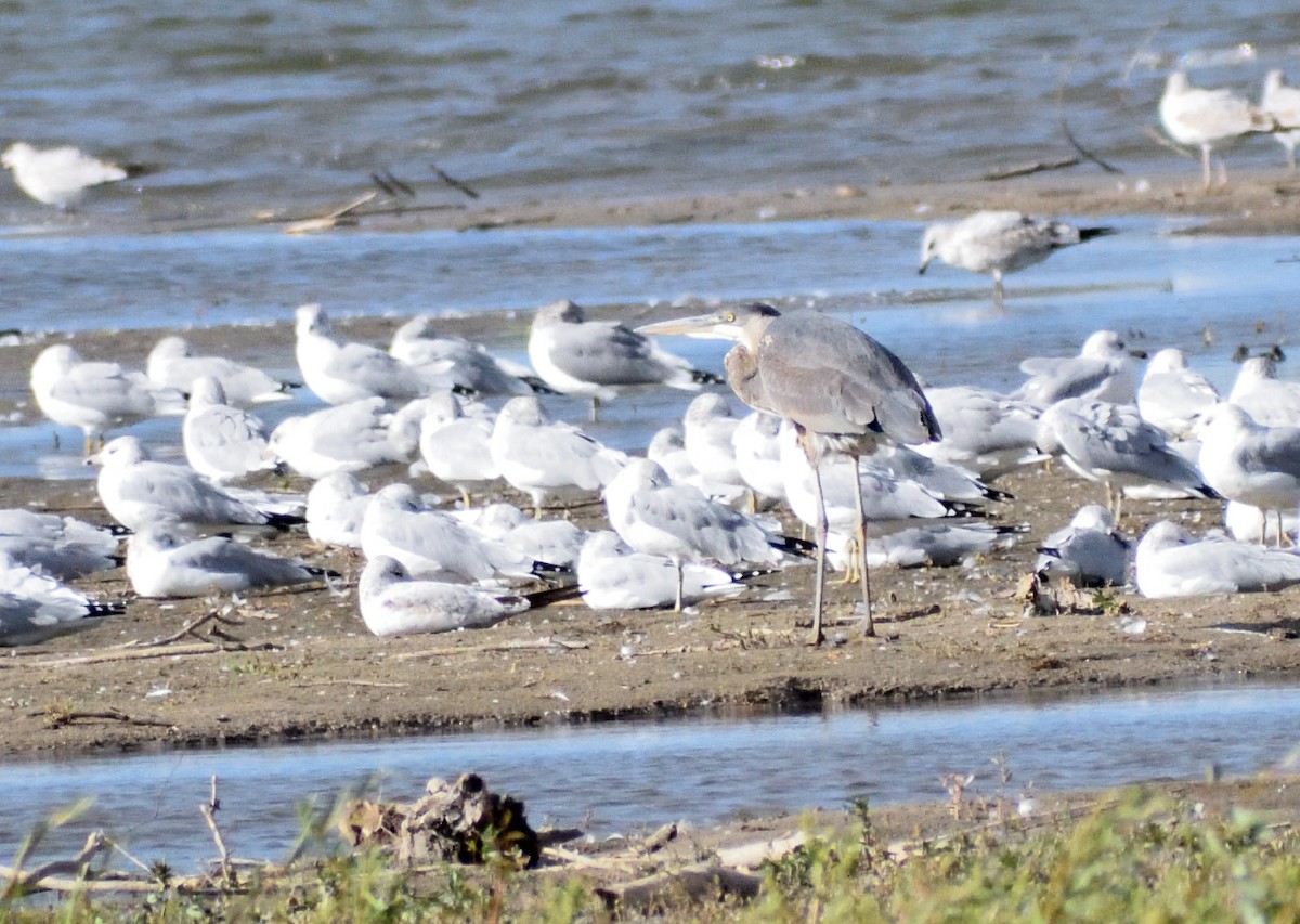 Great Blue Heron - ML646316102
