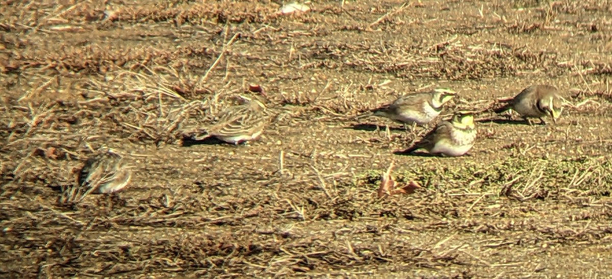 Horned Lark - ML646316103