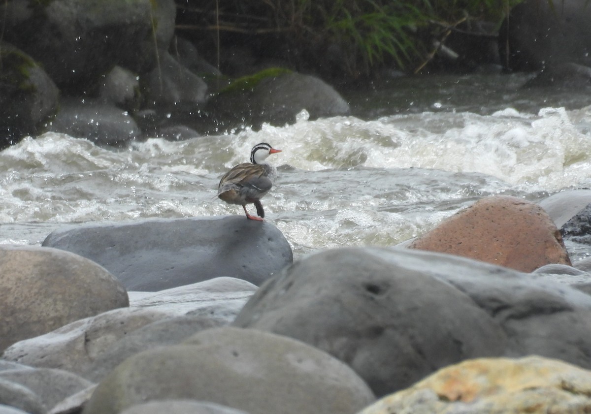 Torrent Duck - ML646316106