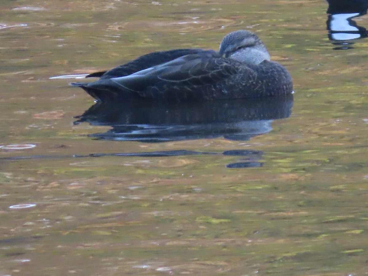 American Black Duck - ML646316107