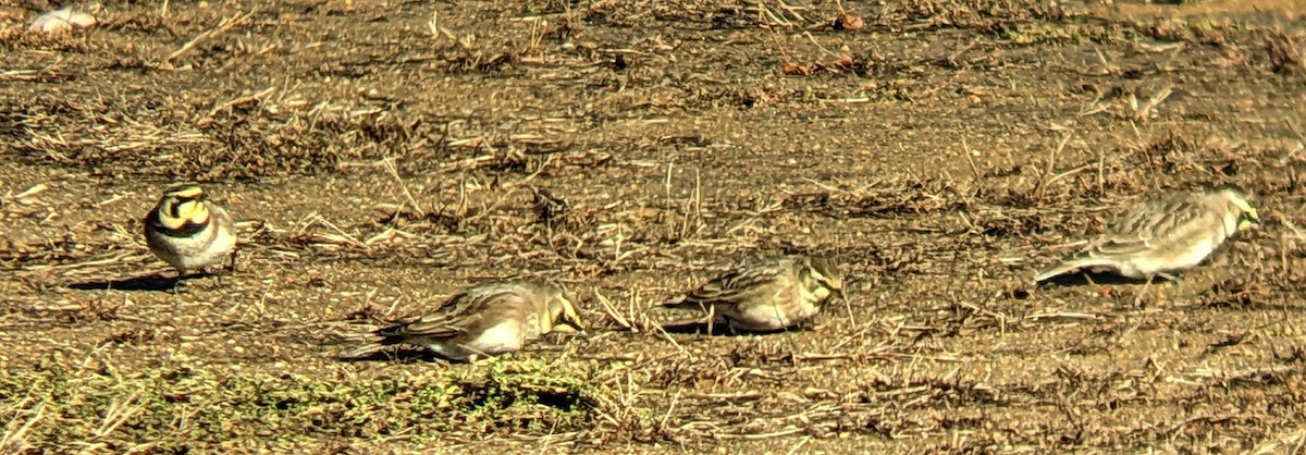 Horned Lark - ML646316111