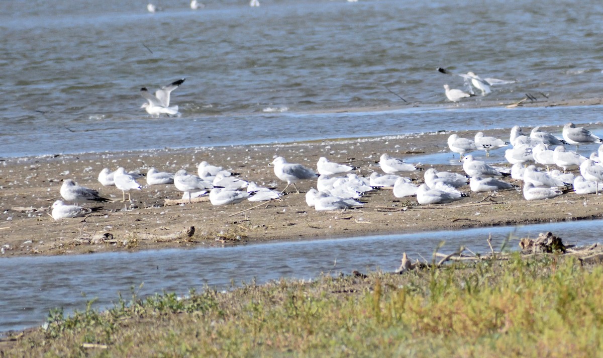Ring-billed Gull - ML646316112