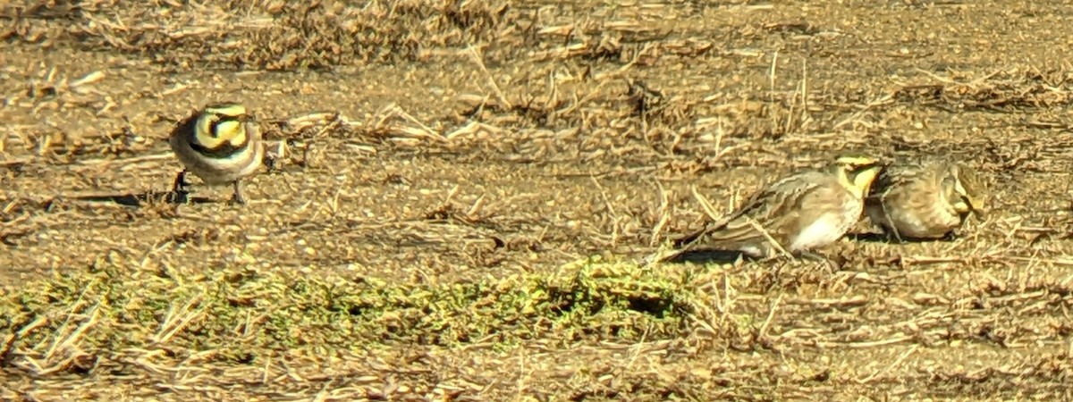 Horned Lark - ML646316119